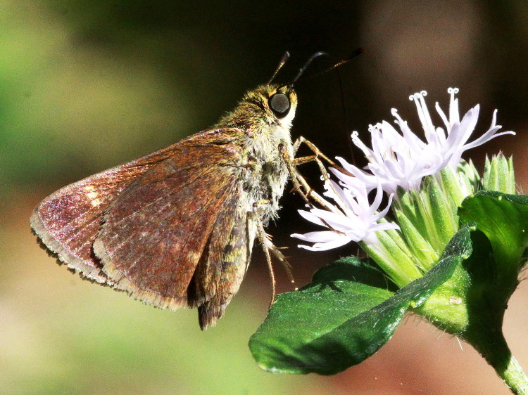 Little Glassywing