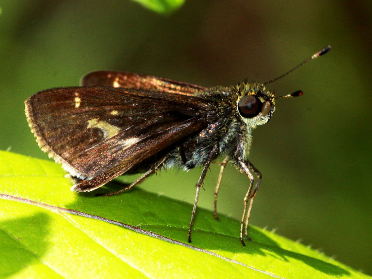 Little Glassywing