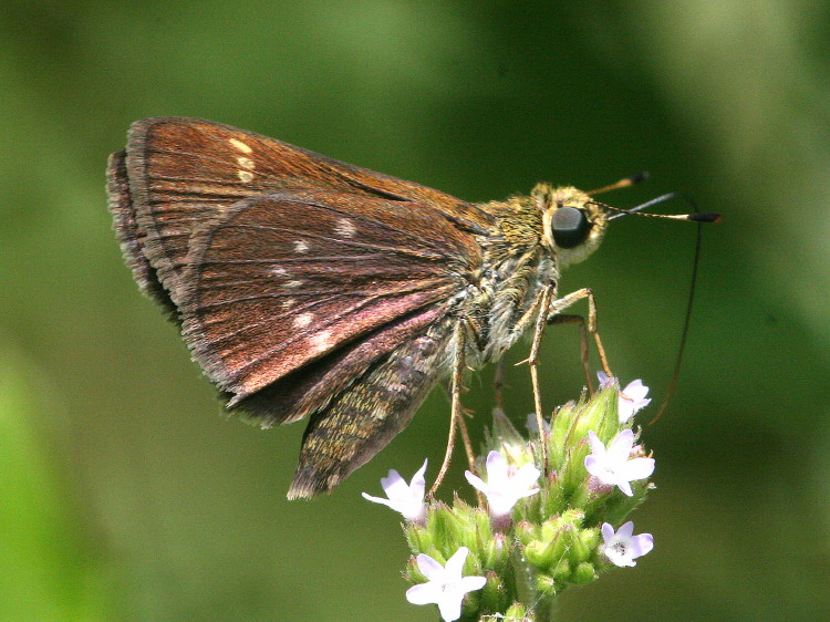 Little Glassywing