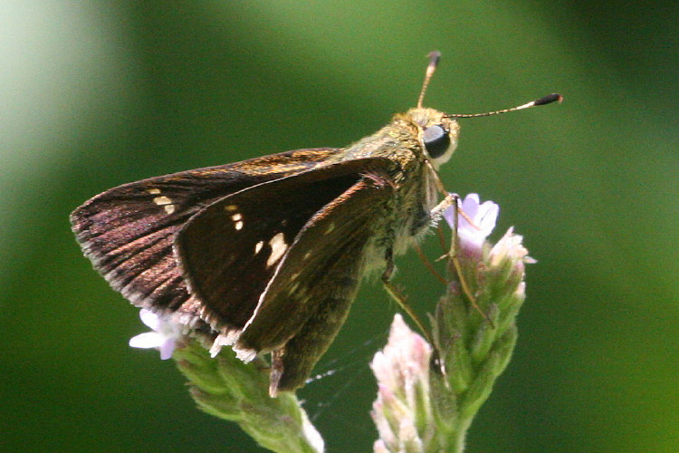 Little Glassywing