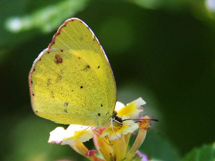 Little Yellow