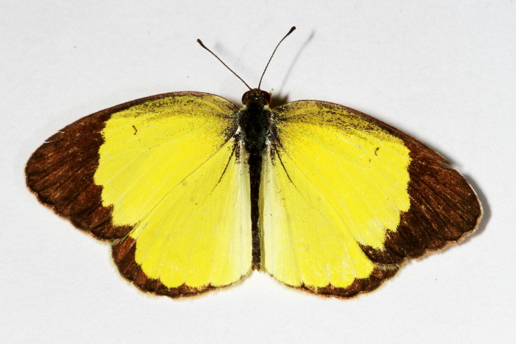 Little Yellow
