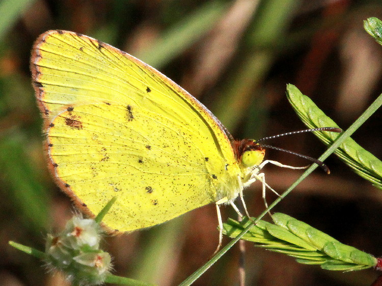 Little Yellow