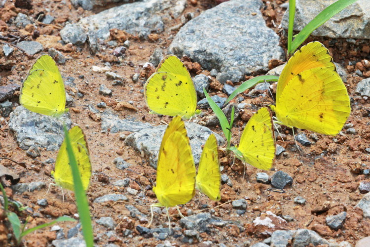 Little Yellow