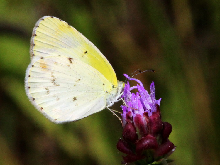 Little Yellow