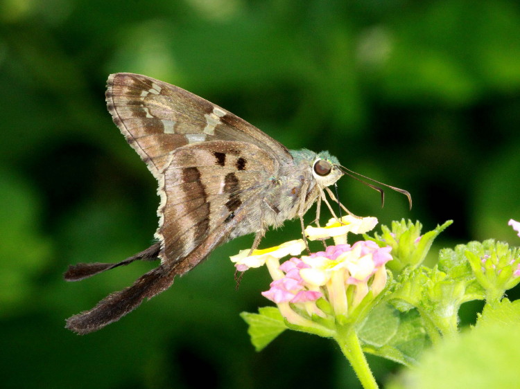 Long-tailed skipper