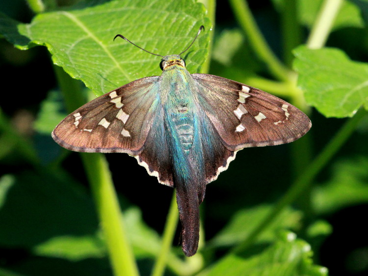 Long-tailed Skipper