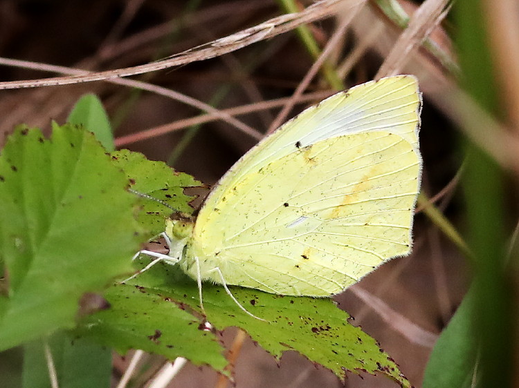 Mexican Yellow