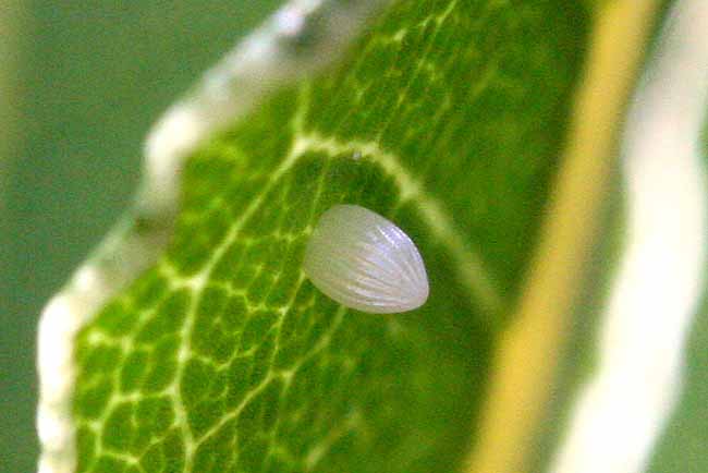 Monarch Egg