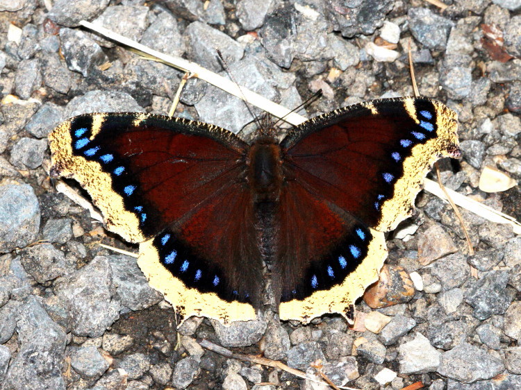 Mourning Cloak 