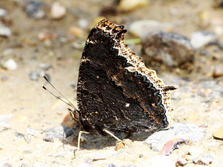 Mourning Cloak 