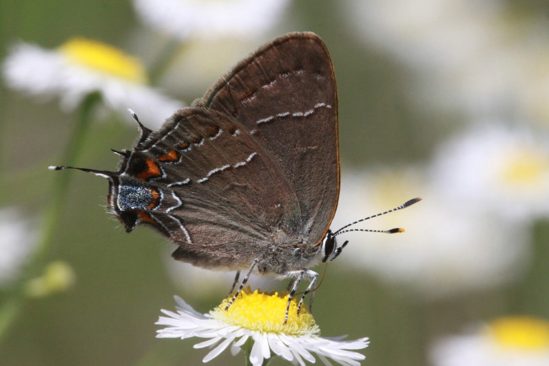 Oak Hairstreak