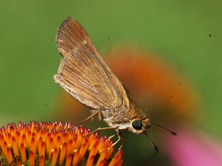 Ocola Skipper