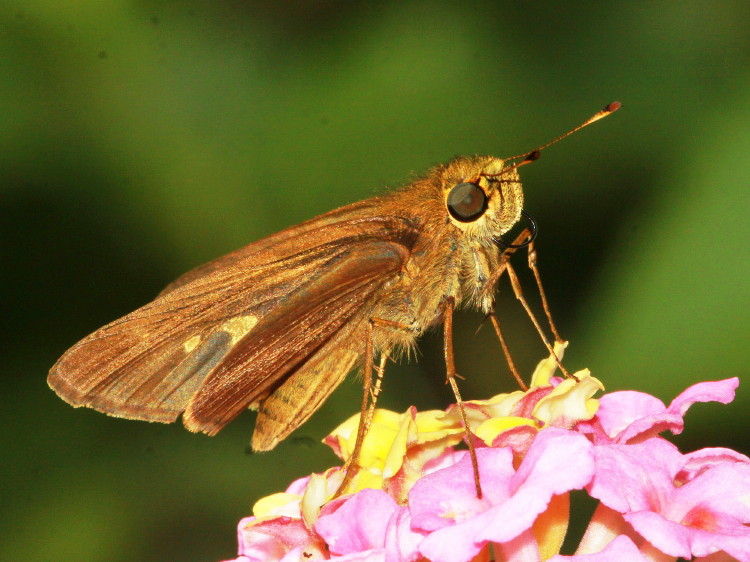 Ocola Skipper