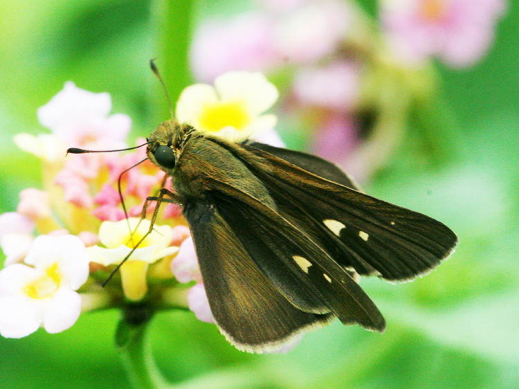 Ocola Skipper