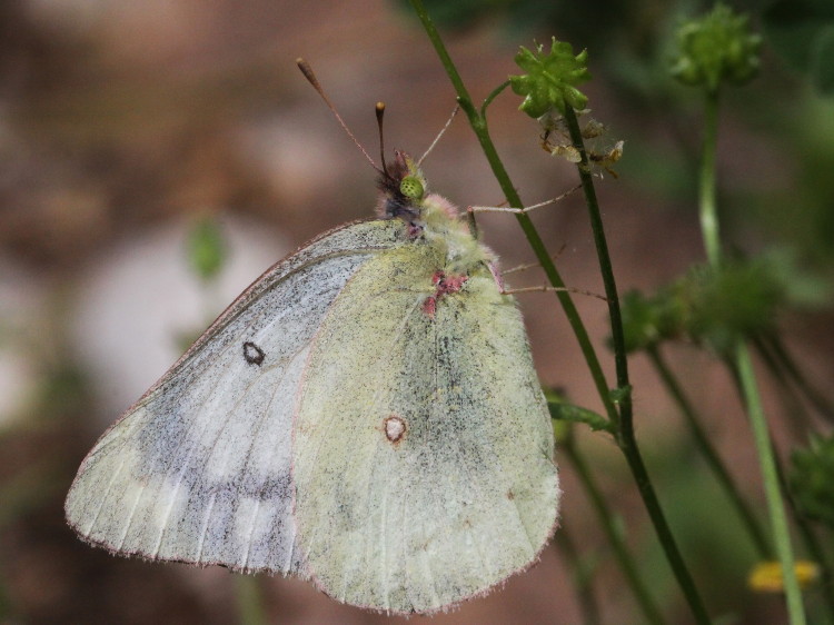 Orange Sulphur