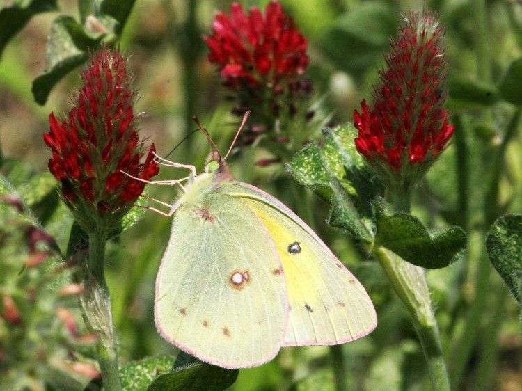 Orange Sulphur
