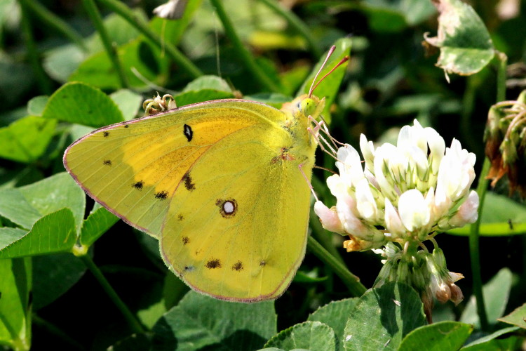 Orange Sulphur