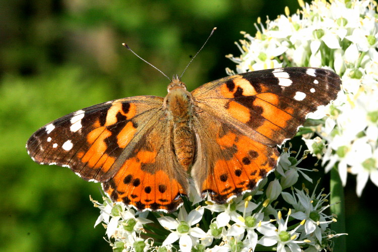 Painted Lady