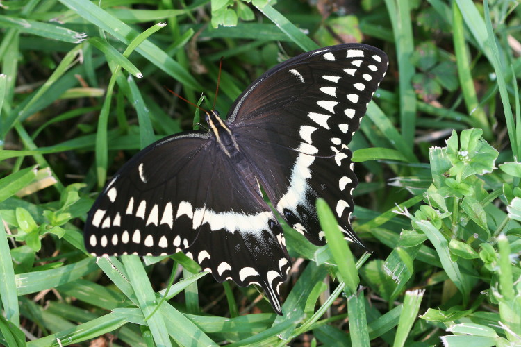 Palamedes Swallowtail