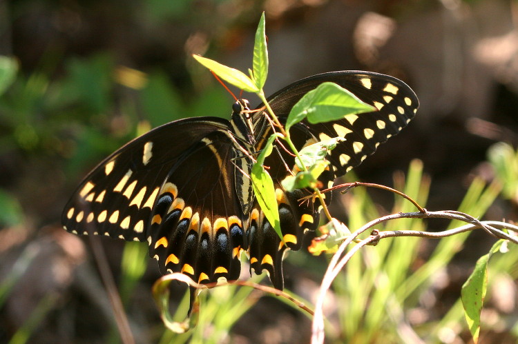 Palamedes Swallowtail