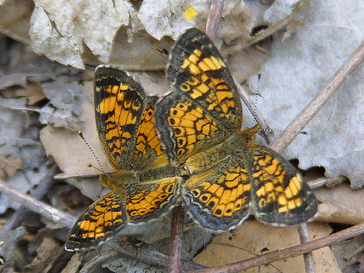 Pearl Crescent