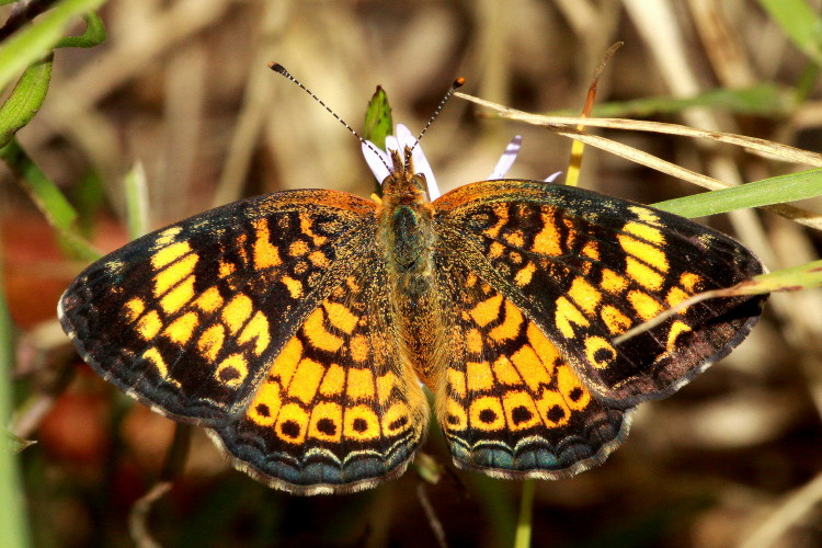 Pearl Crescent