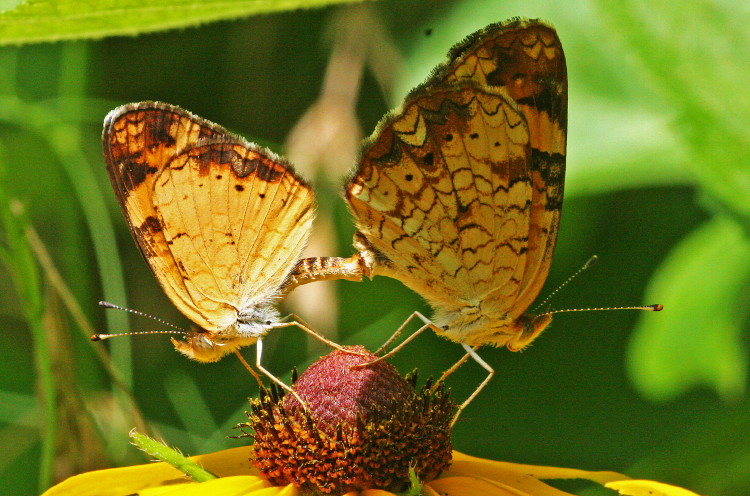 Pearl Crescent