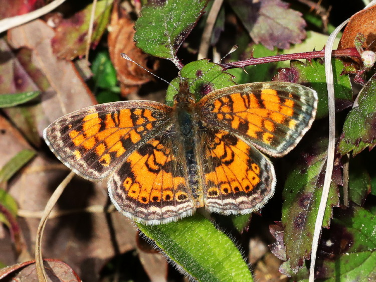 Pearl Crescent