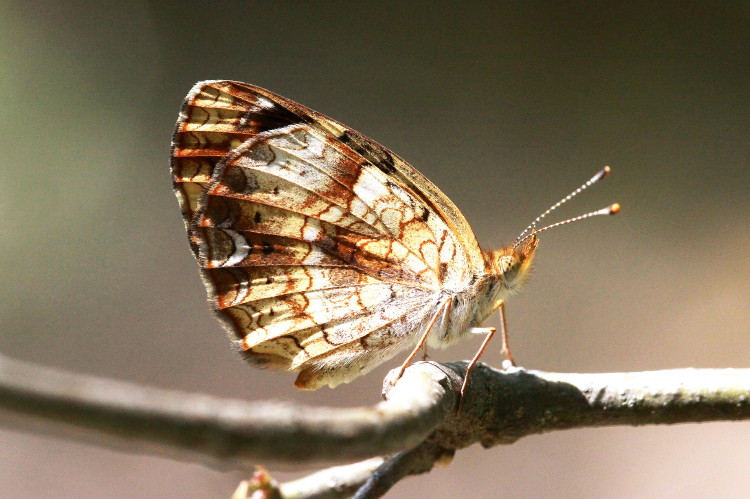 Pearl Crescent