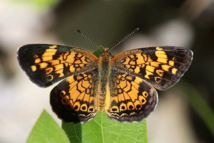 Pearl Crescent