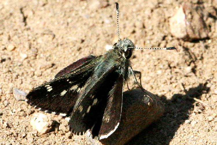 Pepper and Salt Skipper