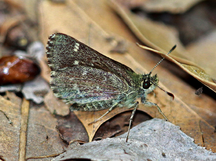 Pepper and Salt Skipper