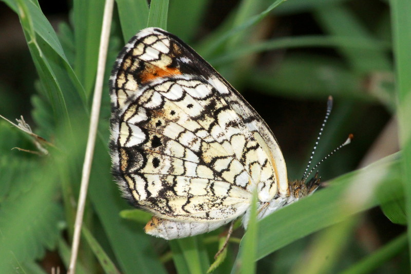Phaon Crescent