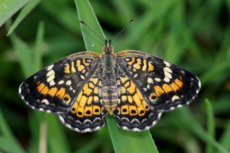 Phaon Crescent
