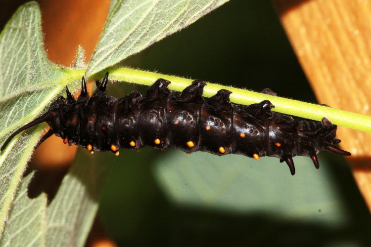 Pipevine Swallowtail (Caterpillar)