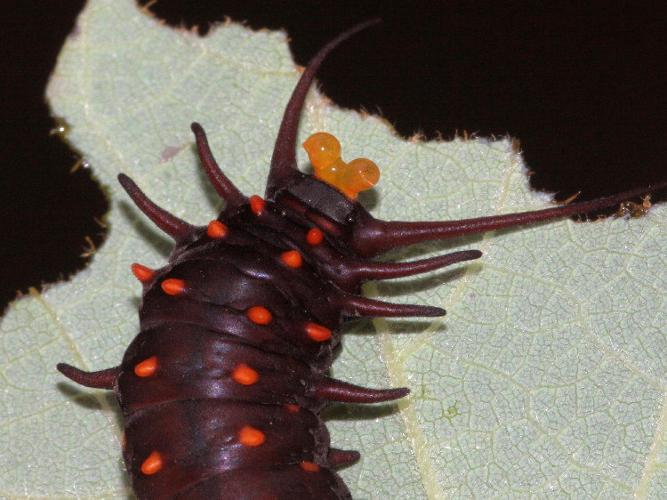 Pipevine Swallow Caterpillar