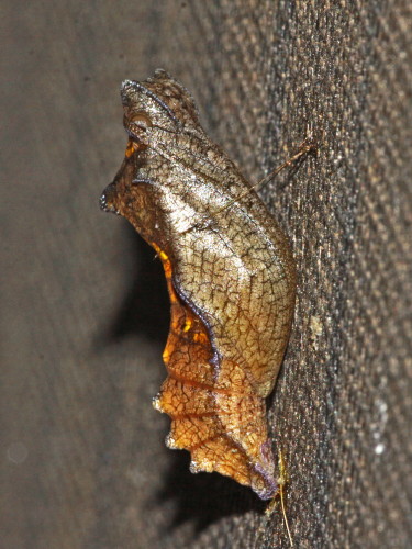 Pipevine Swallowtail Chrysalis