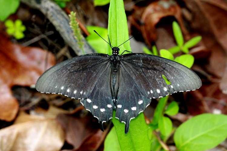 Pipevine Swallowtail (female)