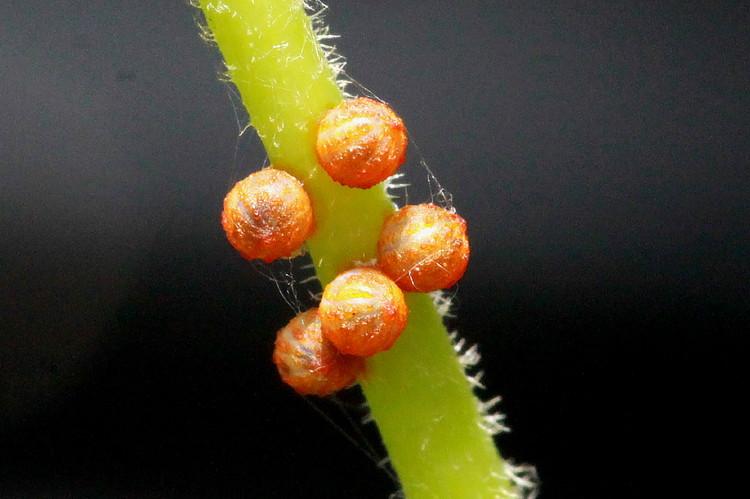 Pipevine Swallowtail Eggs