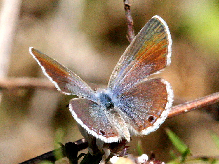 Reakirt's Blue