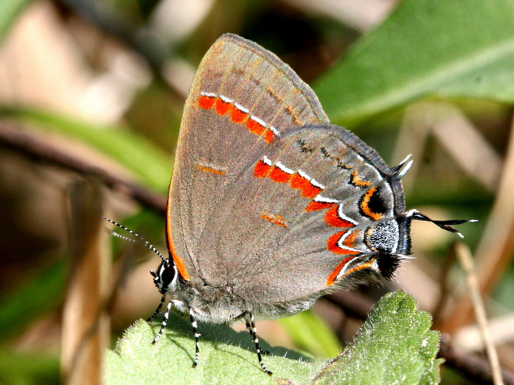 Red-banded Hairstreak