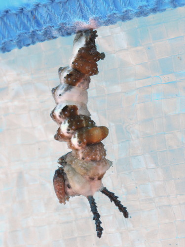 Red-spotted Purple Chrysalis