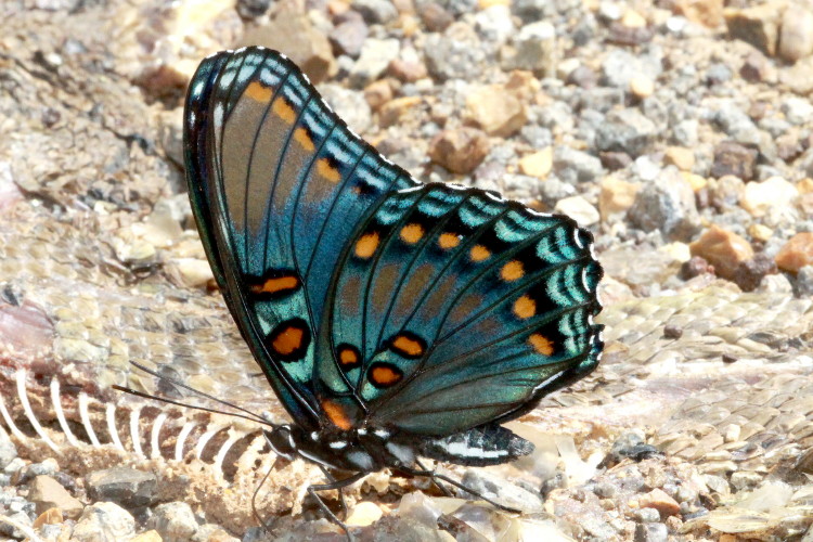 Red-spotted Purple