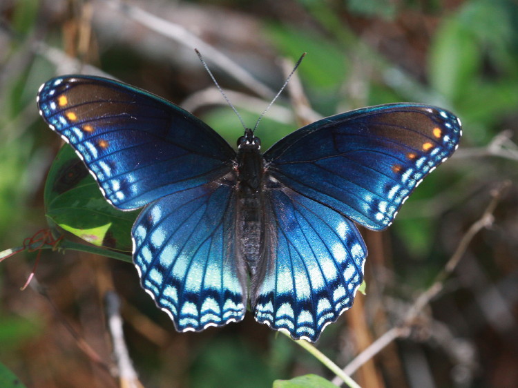 Red-spotted Purple