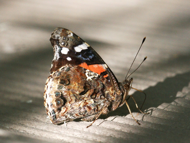 Red Admiral