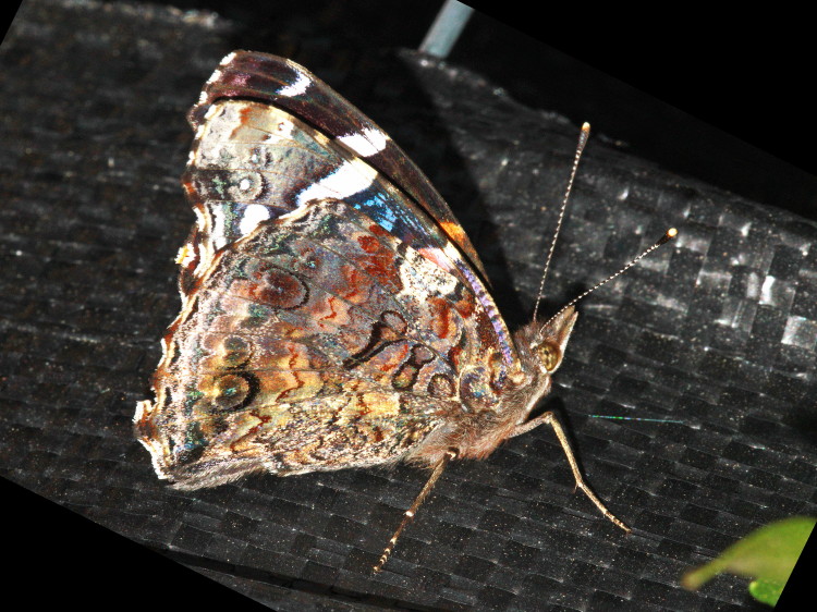 Red Admiral