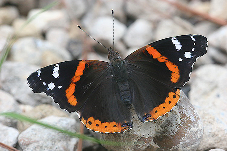 Red Admiral