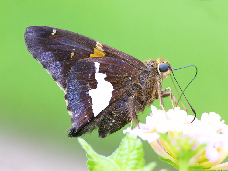 Silver-spotted Skipper