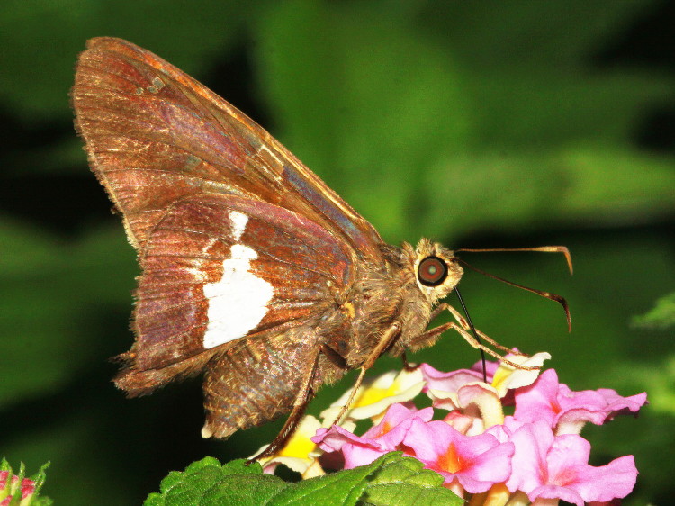 Silver-spotted Skipper
